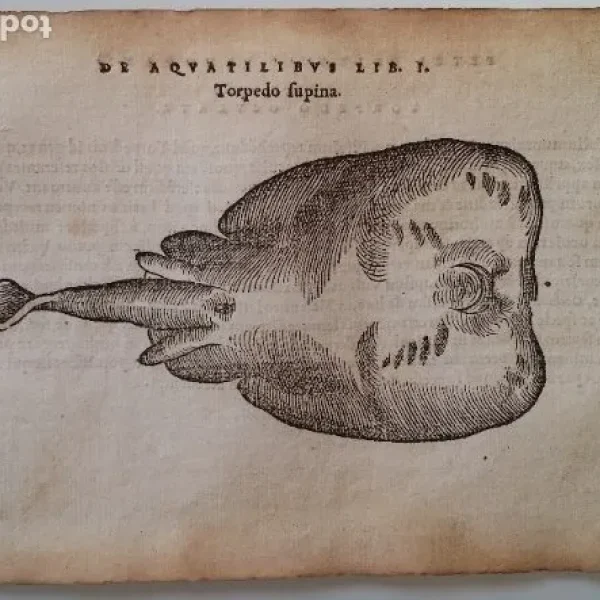 Pierre Belon: Torpedo Oculata, xilografía de 1553, DE AQUATILIBUS