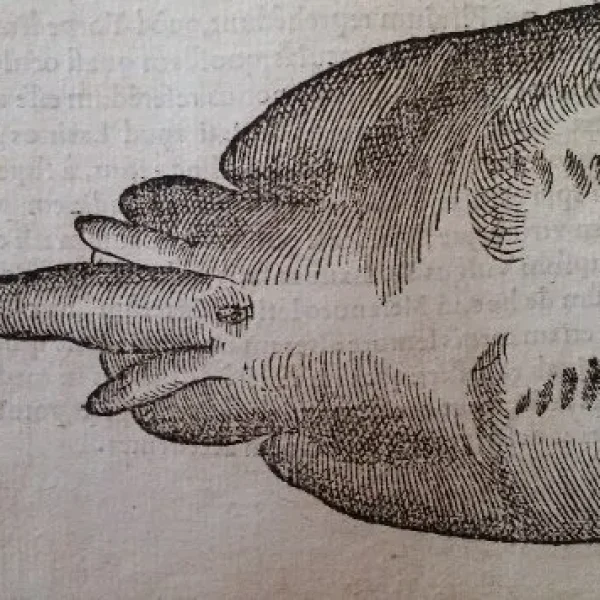 Pierre Belon: Torpedo Oculata, xilografía de 1553, DE AQUATILIBUS